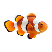 Imagem do produto Peixe-palhaço